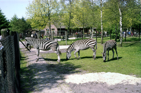 849969 Afbeelding van de zebra's van het Dierenpark Amersfoort (Barchman Wuytierslaan 224) te Amersfoort.